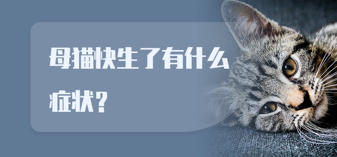 母猫快生了有什么症状？