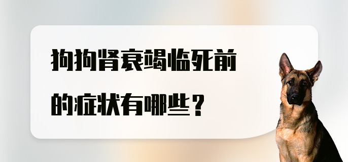 狗狗肾衰竭临死前的症状有哪些？