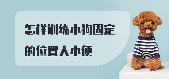 怎样训练小狗固定的位置大小便