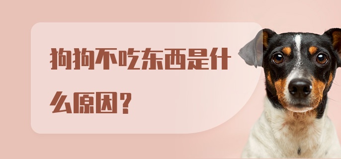 狗狗不吃东西是什么原因？