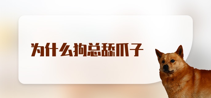 为什么狗总舔爪子