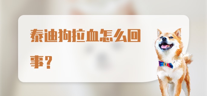 泰迪狗拉血怎么回事？