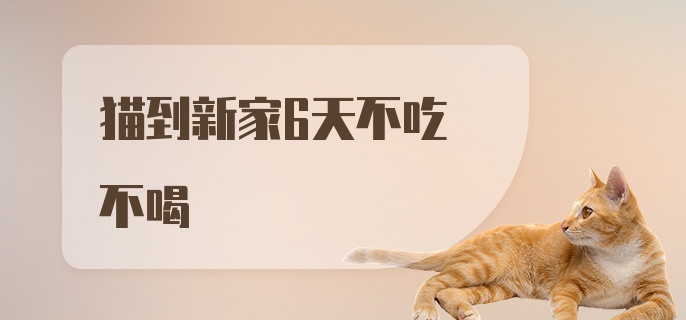 猫到新家6天不吃不喝