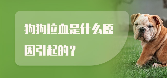 狗狗拉血是什么原因引起的？