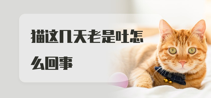 猫这几天老是吐怎么回事