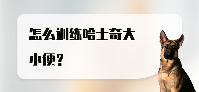 怎么训练哈士奇大小便？