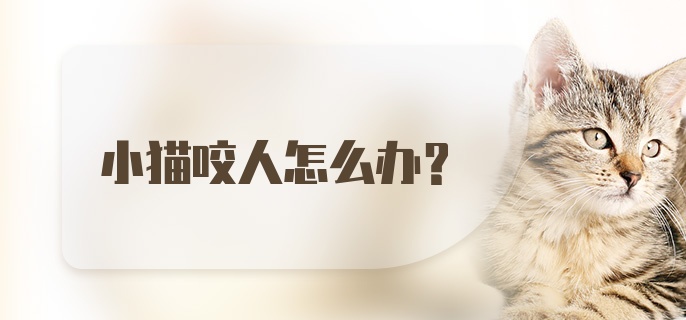 小猫咬人怎么办?