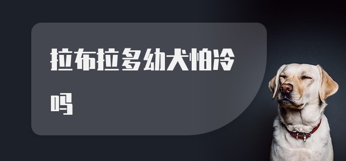 拉布拉多幼犬怕冷吗