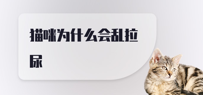 猫咪为什么会乱拉尿