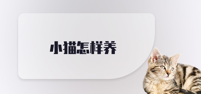 小猫怎样养