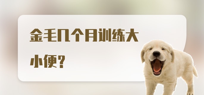 金毛几个月训练大小便?