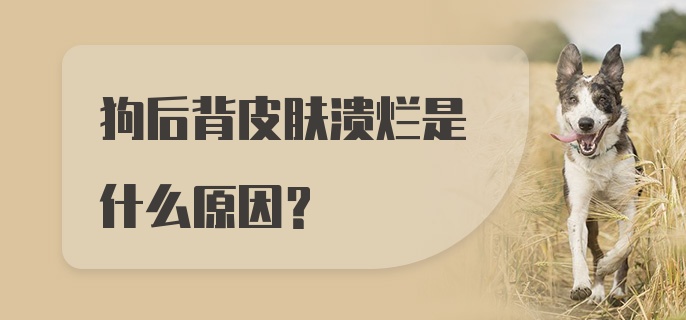 狗后背皮肤溃烂是什么原因？