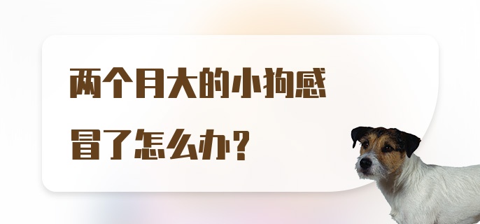 两个月大的小狗感冒了怎么办？