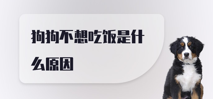 狗狗不想吃饭是什么原因