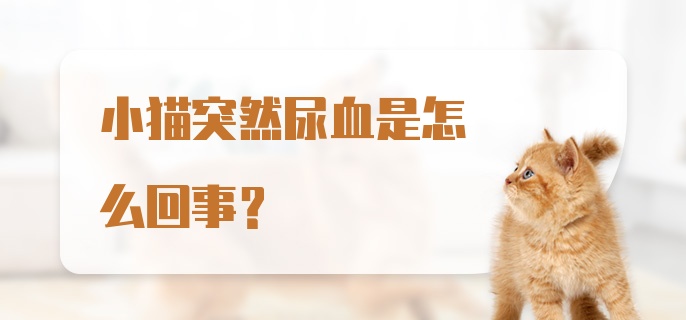 小猫突然尿血是怎么回事？