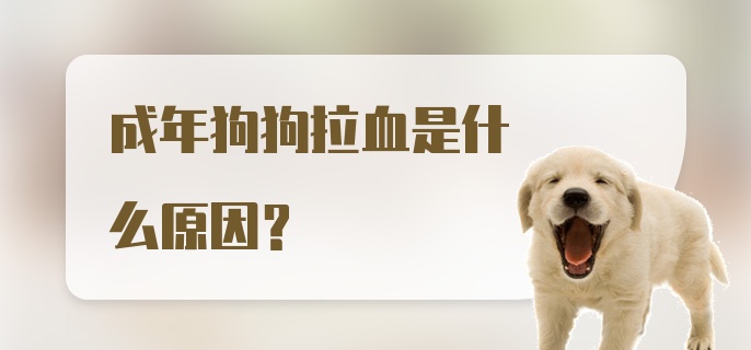 成年狗狗拉血是什么原因？