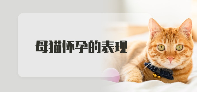 母猫怀孕的表现