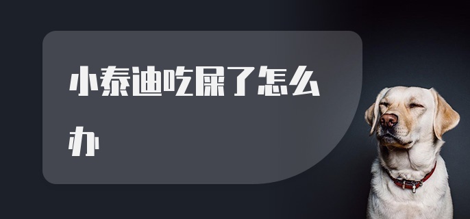 小泰迪吃屎了怎么办