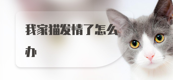 我家猫发情了怎么办