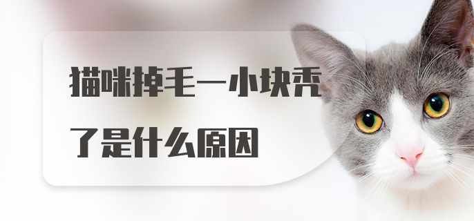 猫咪掉毛一小块秃了是什么原因