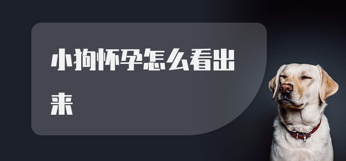 小狗怀孕怎么看出来