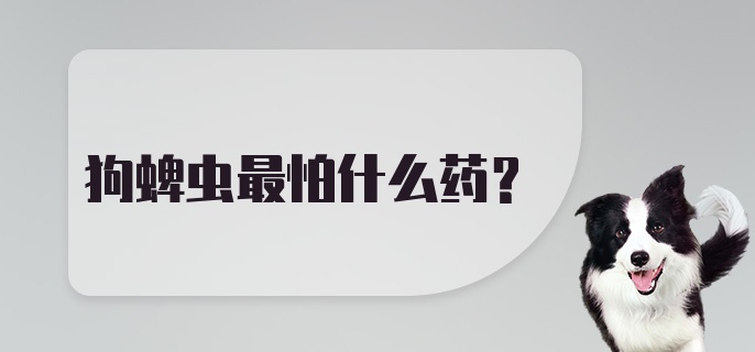 狗蜱虫最怕什么药?