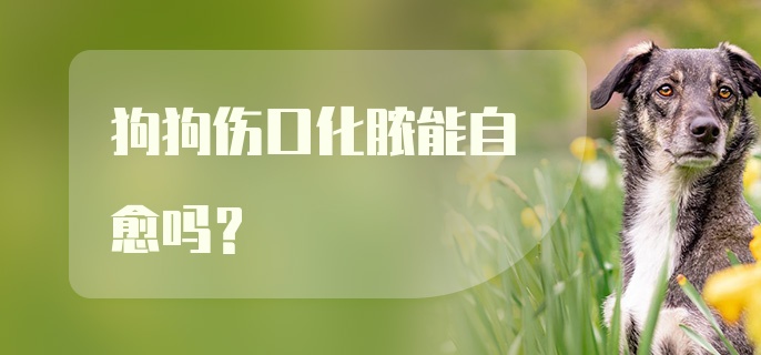 狗狗伤口化脓能自愈吗？