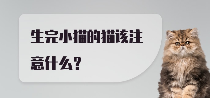 生完小猫的猫该注意什么？