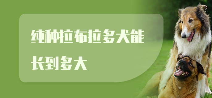 纯种拉布拉多犬能长到多大