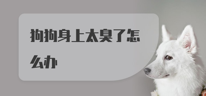 狗狗身上太臭了怎么办