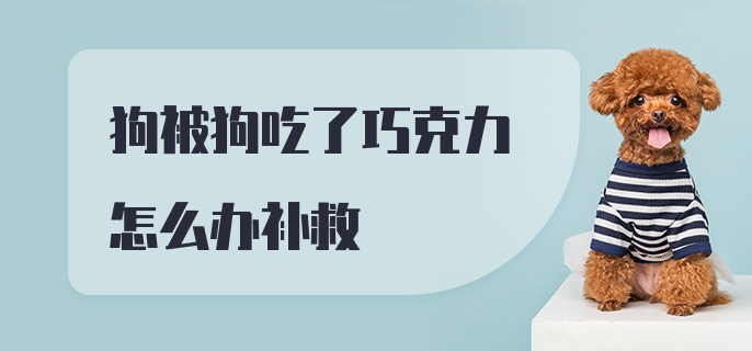 狗被狗吃了巧克力怎么办补救