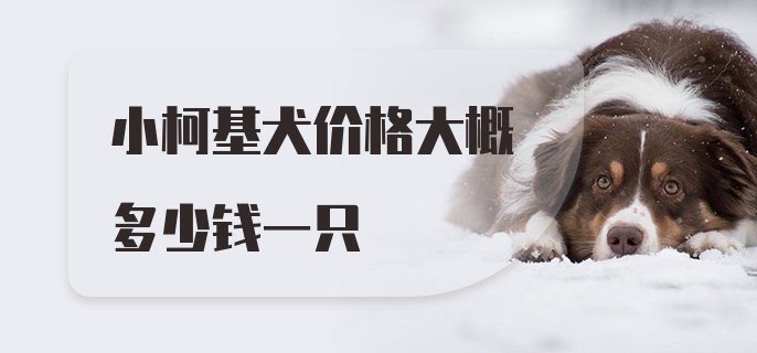 小柯基犬价格大概多少钱一只