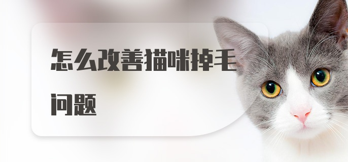 怎么改善猫咪掉毛问题