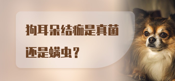 狗耳朵结痂是真菌还是螨虫？