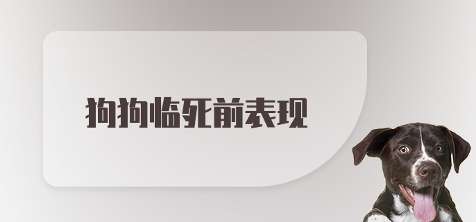 狗狗临死前表现