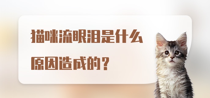 猫咪流眼泪是什么原因造成的？