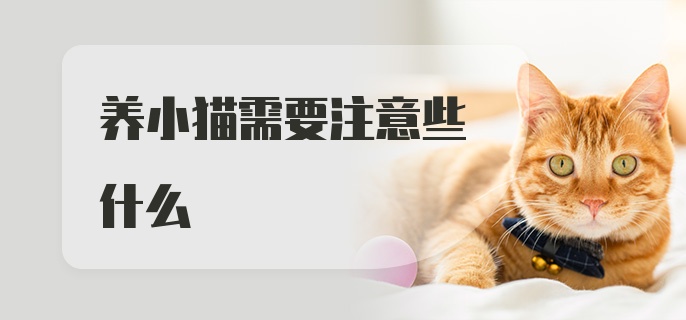 养小猫需要注意些什么