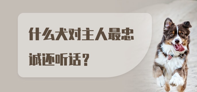 什么犬对主人最忠诚还听话？