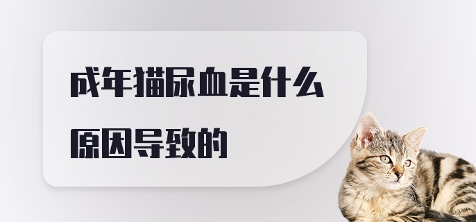 成年猫尿血是什么原因导致的