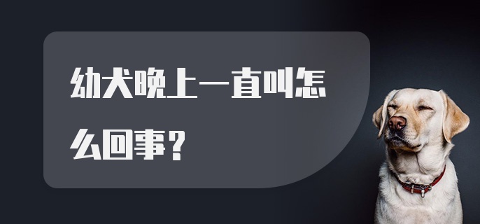 幼犬晚上一直叫怎么回事？