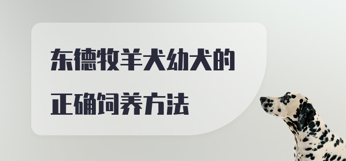 东德牧羊犬幼犬的正确饲养方法