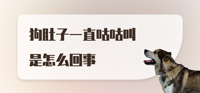 狗肚子一直咕咕叫是怎么回事