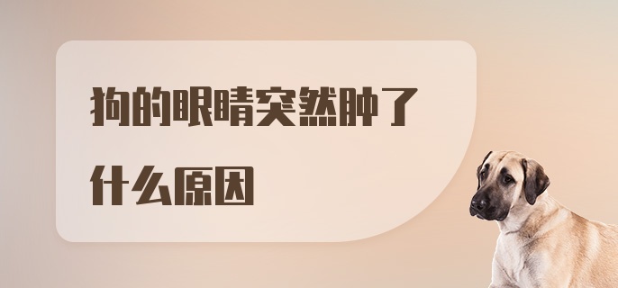 狗的眼睛突然肿了什么原因