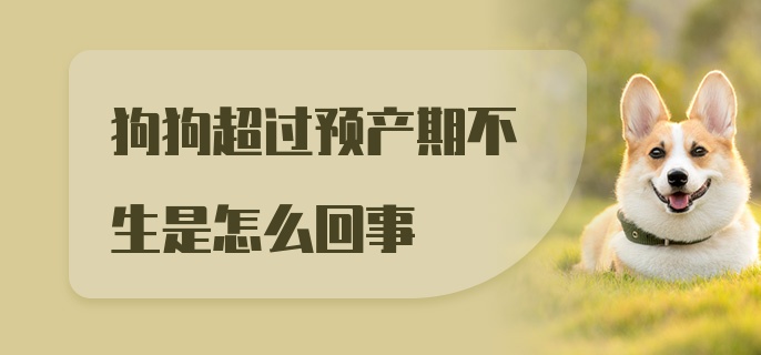 狗狗超过预产期不生是怎么回事