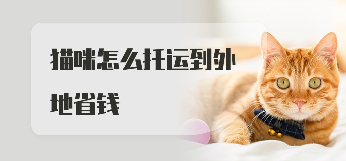 猫咪怎么托运到外地省钱