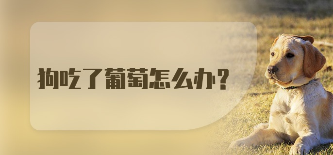 狗吃了葡萄怎么办?