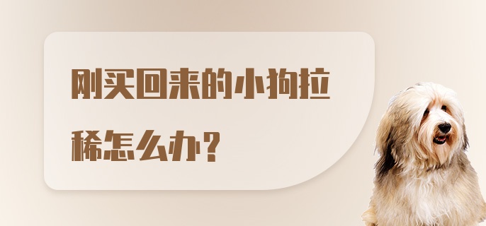 刚买回来的小狗拉稀怎么办？