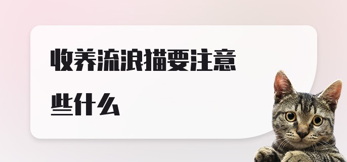 收养流浪猫要注意些什么