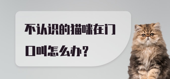 不认识的猫咪在门口叫怎么办？