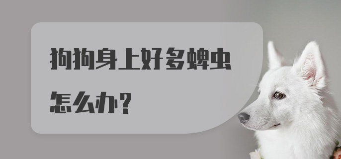 狗狗身上好多蜱虫怎么办？